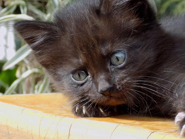 Free Cat Black photo and picture