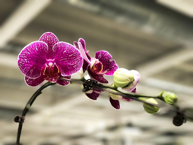 Orquídea, Asia, Flor, Floración, Vistoso