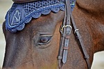 horse, competition, horse riding