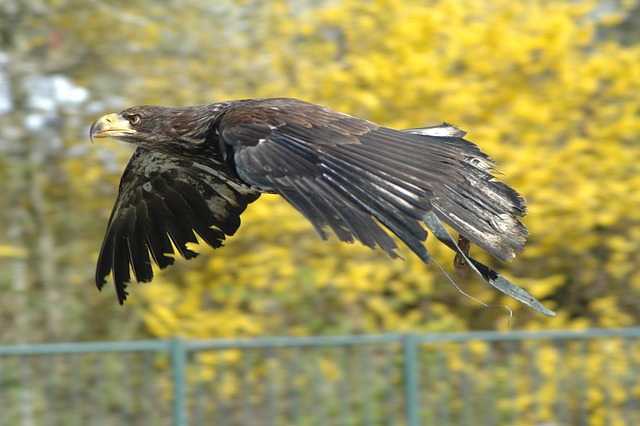 Free Eagle 1 Raptor photo and picture