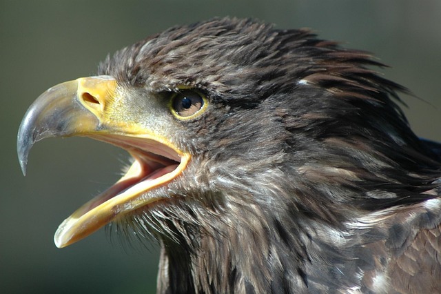 Free Eagle 2 Raptor photo and picture