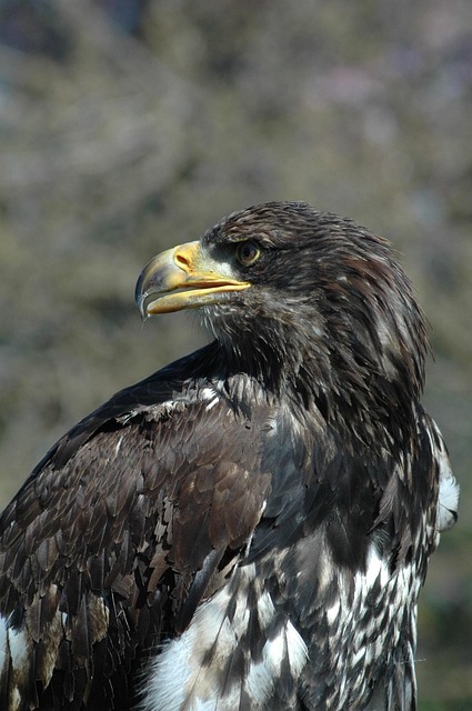 Free Eagle 6 Raptor photo and picture