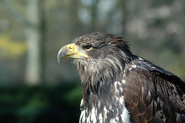 Free Eagle 7 Raptor photo and picture