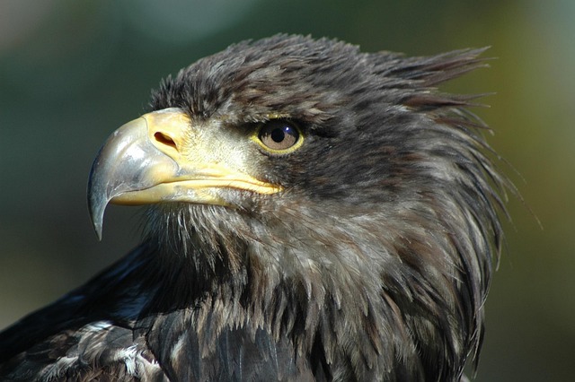 Free Eagle 9 Raptor photo and picture