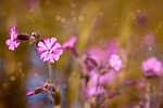 red campion, flower, pink
