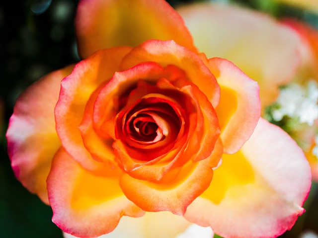 Rosa, Amarelo, Vermelho, Laranja, Flor