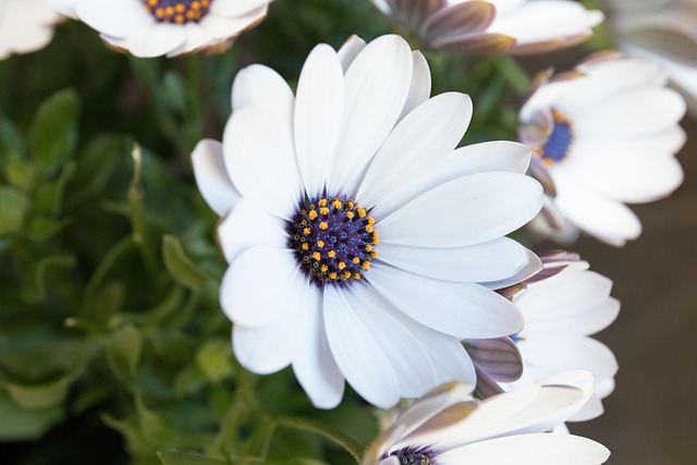 Flor, Branco, Natureza, Fundo Flor