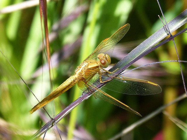 Golden Dragonfly Sympetrum - Free photo on Pixabay - Pixabay