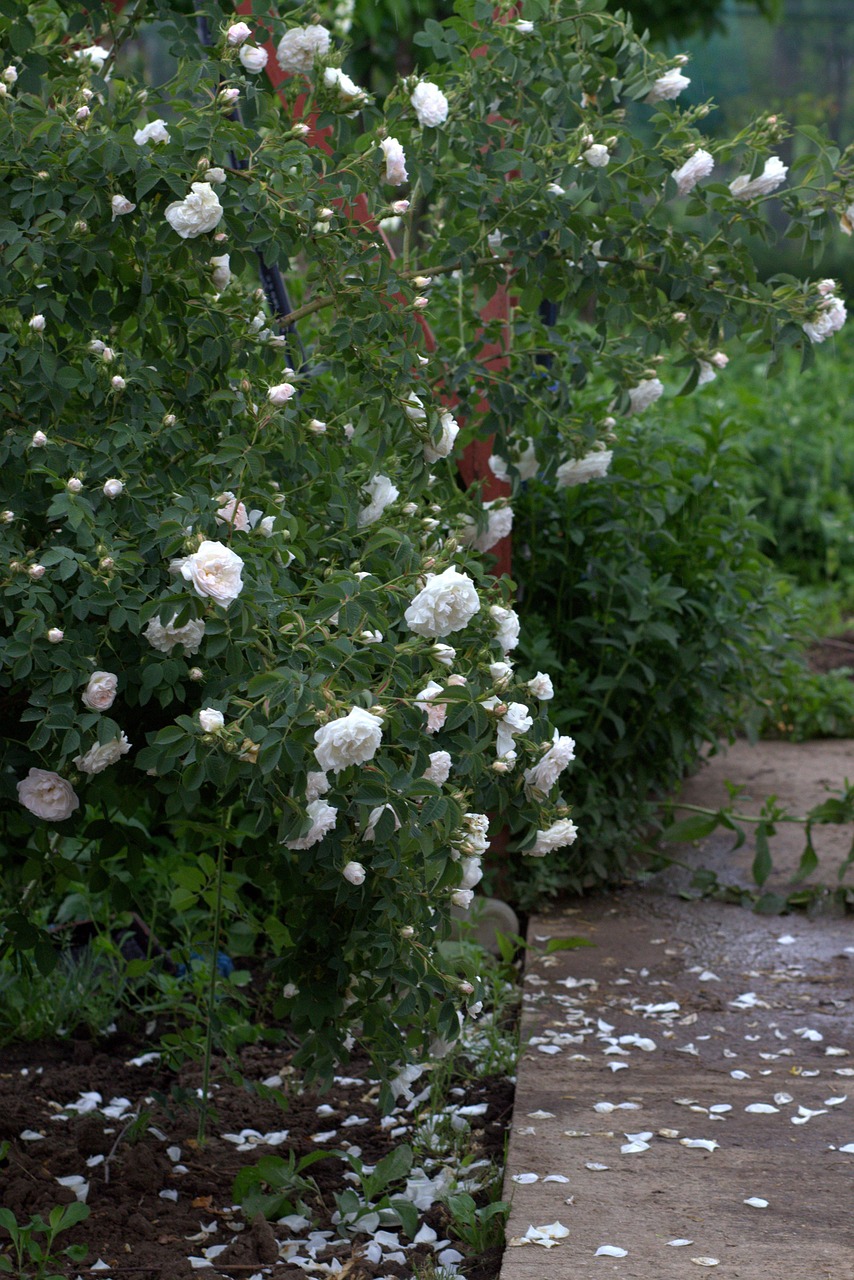 Rose Blanche Bush Photo gratuite sur Pixabay Pixabay