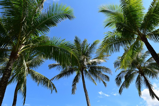 Free Palm Trees Sea photo and picture