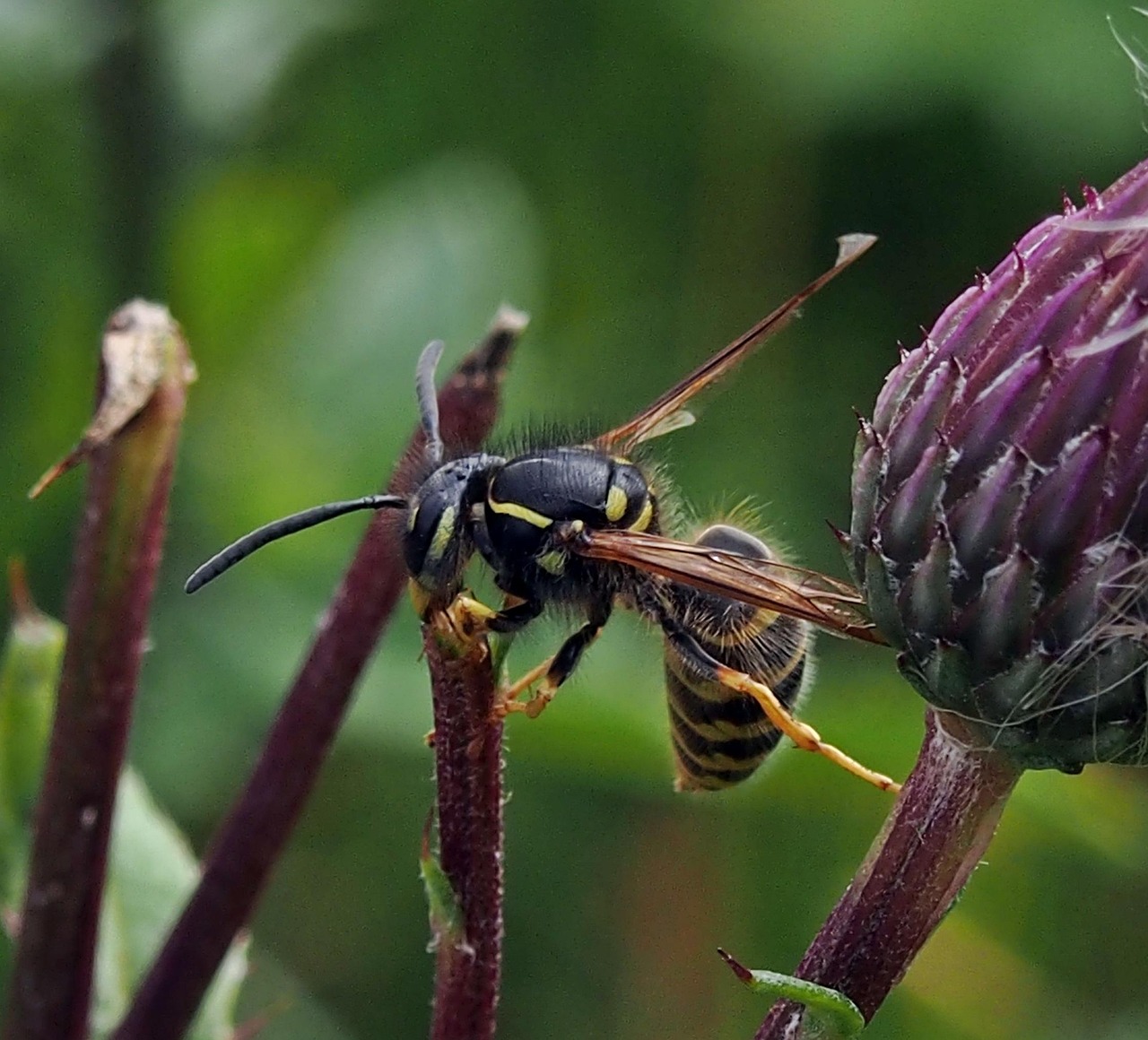 Consiguiendo Insecto Naturaleza - Foto gratis en Pixabay - Pixabay
