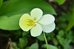 flower, a yellow flower, beautiful flower