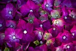 flower, flowers, rosa