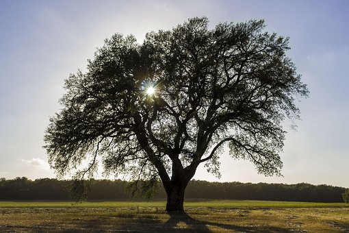 Free Tree Sun photo and picture