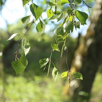Free Birch Leaf photo and picture