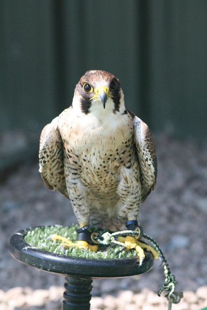 Free Bird Prey photo and picture