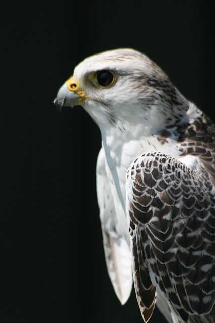 Free Bird Prey photo and picture