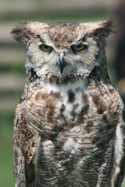 Free Owl Feather photo and picture