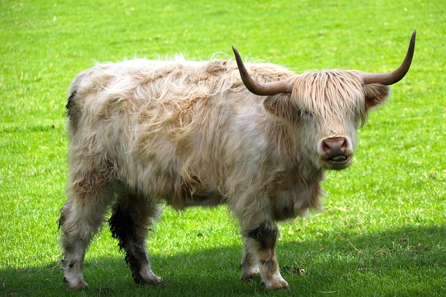 Hochlandvieh, Weiße Rinder, Schottisch
