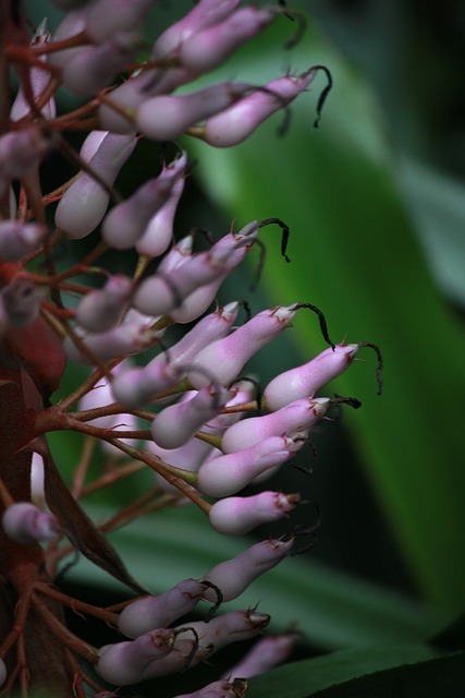Free Bloom Rainforest photo and picture