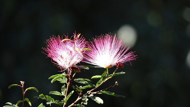 Free Flower Explosion Color photo and picture