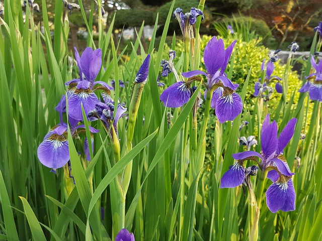 Free Iris Spring photo and picture