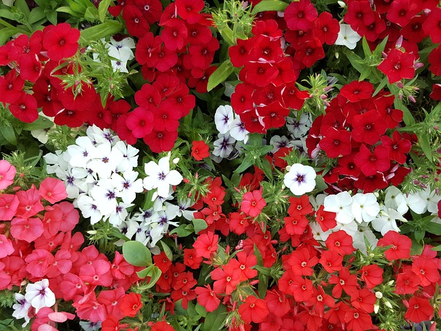 Free Mini Perpetual Flower Garden photo and picture