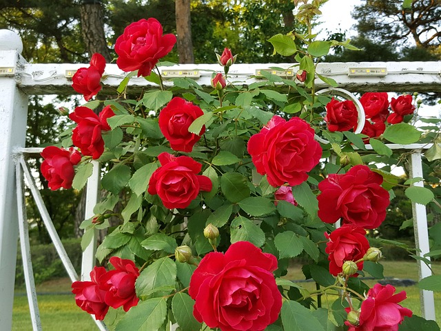 Free Tendrils Rose Red Rose photo and picture