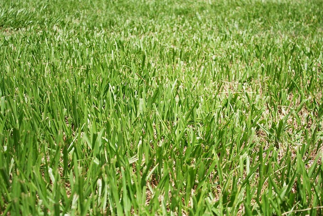 Campos De Gramíneas, Natural