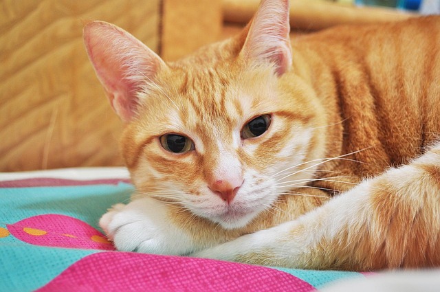 Gato, Bicho De Estimação
