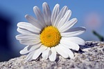 marguerite, flower, white