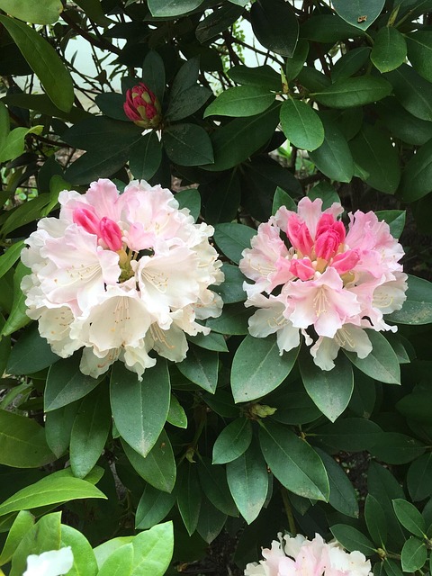 Free Nature Flower photo and picture