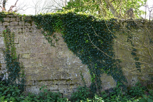 Free Wall Vine photo and picture