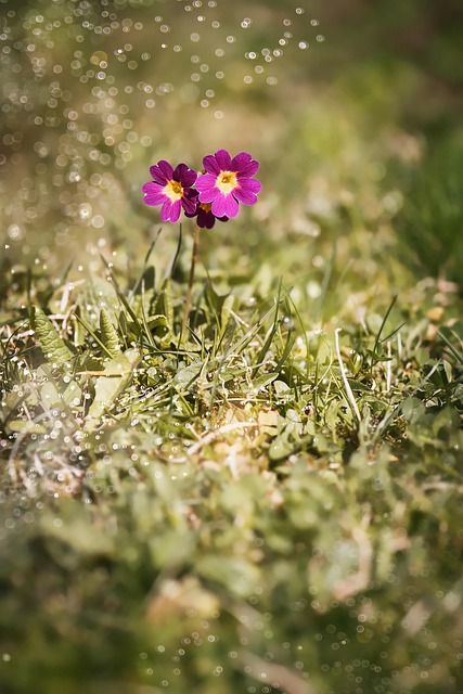 Free Primrose Auricle photo and picture
