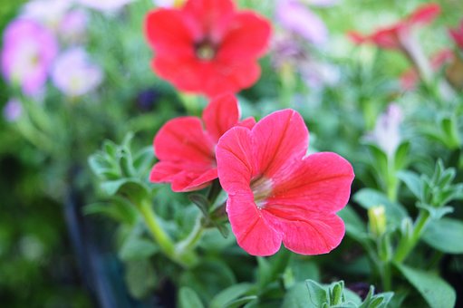 Flores, Rossi, Jardín, Fondo