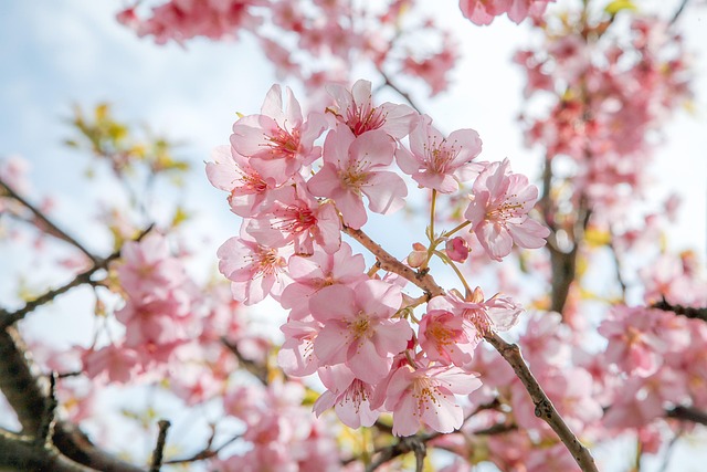 Kirsebær Blomster, Pink, Natur, Kawazu