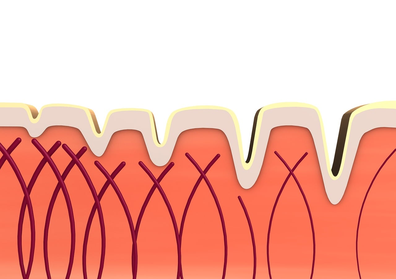 Ilustração mostrando as fibras de colágeno na derme, camada intermediária da pele