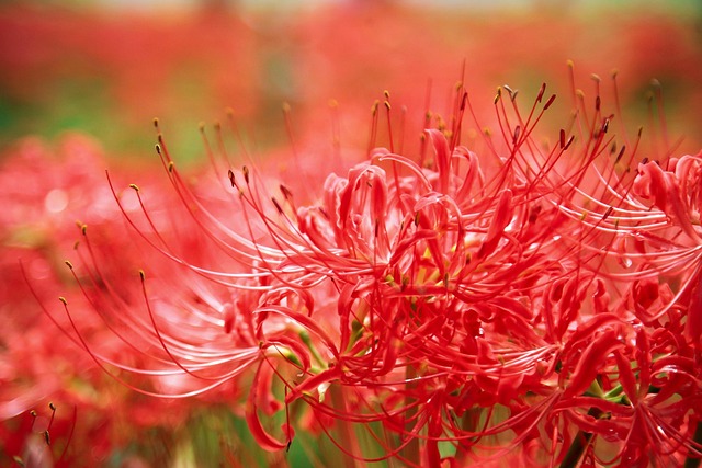Blomst, Blomst Baggrund, Blomst Tapet
