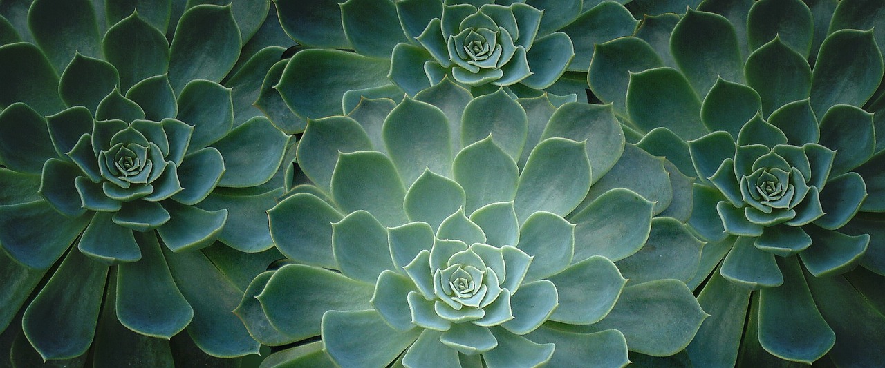 plant, nature, cactus, close-up, tropical
