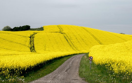 Blume, Blütenmeer, Raps, Blüte, Ölsaat