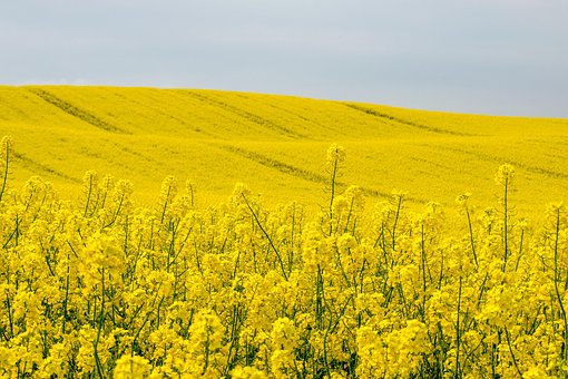 Blume, Blütenmeer, Raps, Blüte, Ölsaat