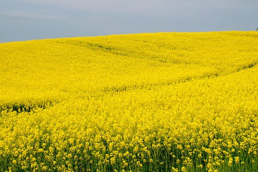 Blume, Blütenmeer, Raps, Blüte, Ölsaat