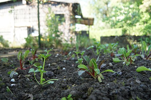 Free Garden Bed photo and picture