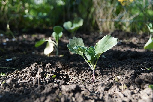 Free Kohlrabi Bed photo and picture