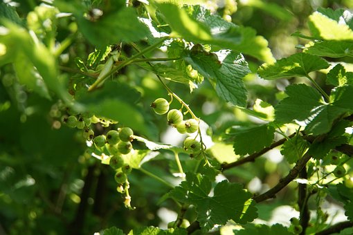 Free Currant Berry photo and picture