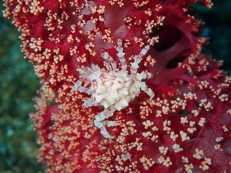 Free Crab Crustacean photo and picture