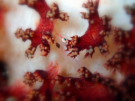 Free Goby Micro Goby photo and picture