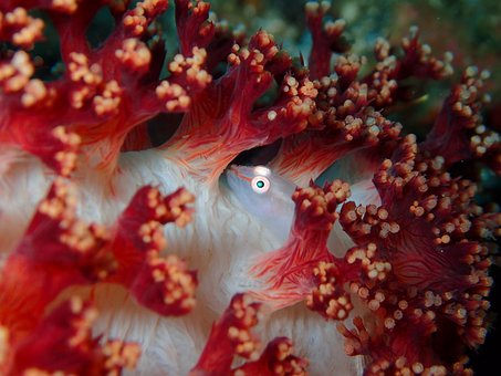 Free Goby Micro Goby photo and picture