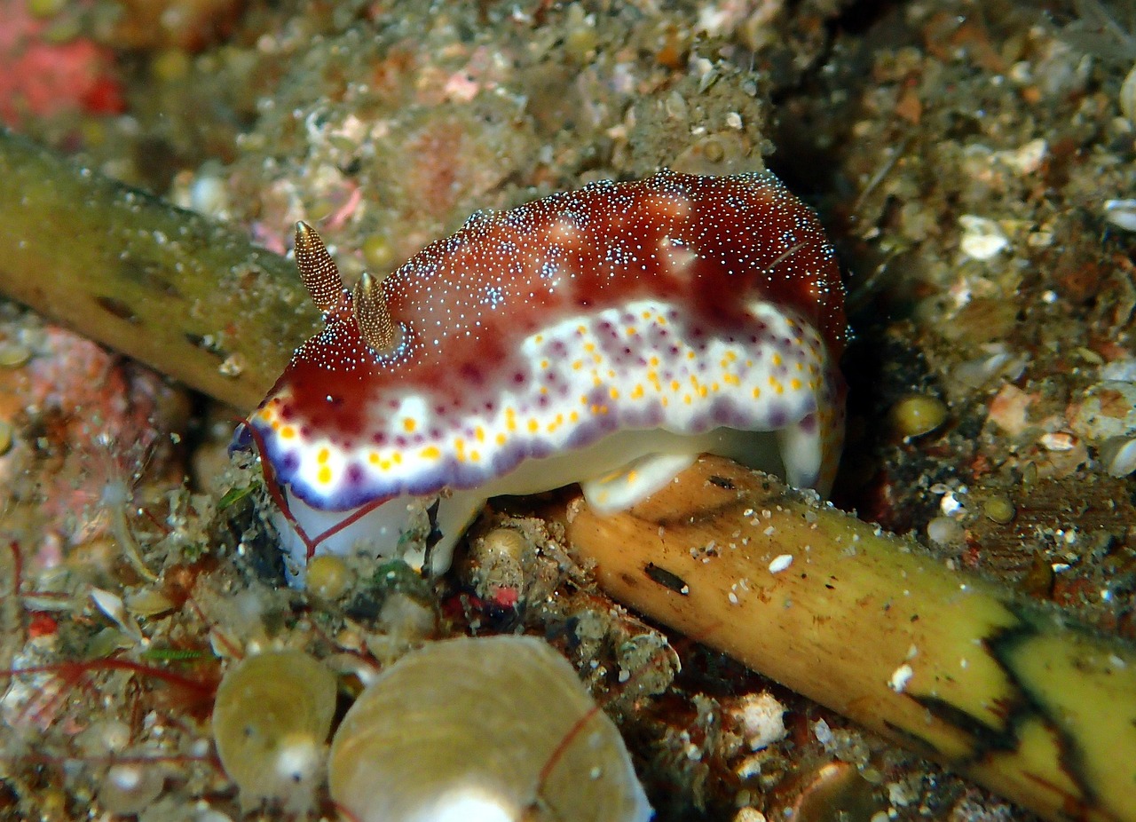 Nudibranch - free online jigsaw puzzle photo