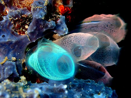 Free Sea Squirt Reef photo and picture